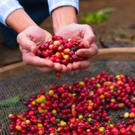 ETHICALLY SOURCED
